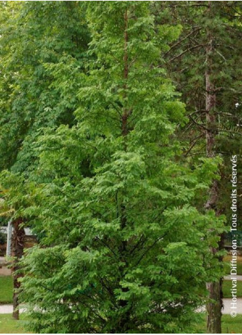 METASEQUOIA glyptostroboides