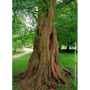 METASEQUOIA glyptostroboides