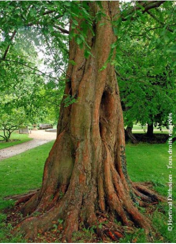 METASEQUOIA glyptostroboides