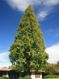 METASEQUOIA glyptostroboides