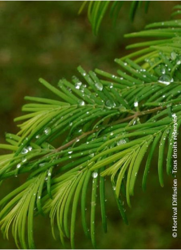 METASEQUOIA glyptostroboides