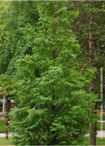 METASEQUOIA glyptostroboides