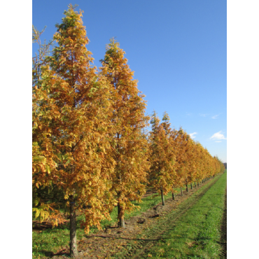 METASEQUOIA glyptostroboides