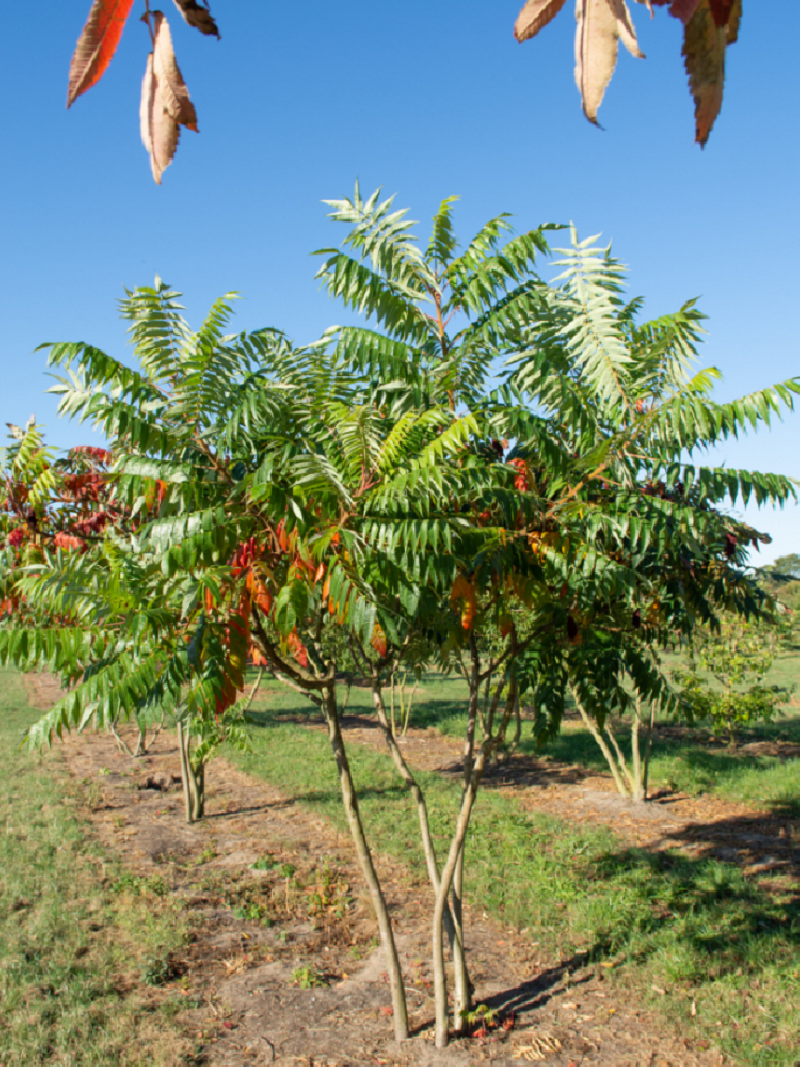 Taille Sumac De Virginie