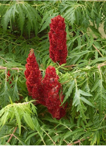 RHUS typhina DISSECTA En pot