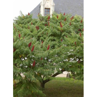 RHUS typhina DISSECTA En pot