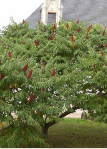 RHUS typhina DISSECTA En pot