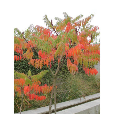 RHUS typhina DISSECTA En pot