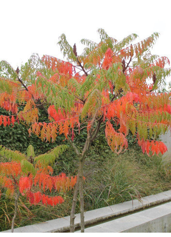 RHUS typhina DISSECTA En pot