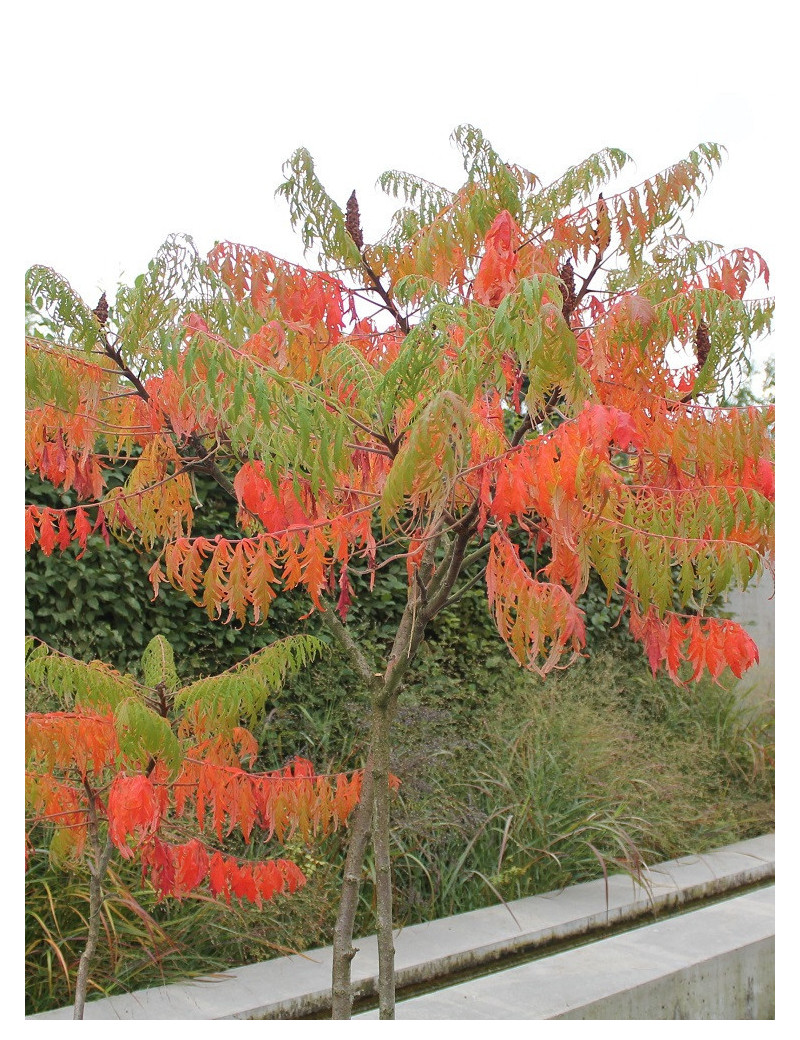 RHUS typhina DISSECTA En pot