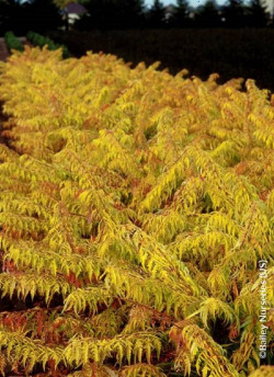 RHUS typhina TIGER EYES