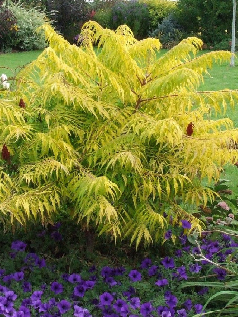 RHUS typhina TIGER EYES