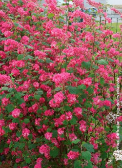 RIBES sanguineum RED BROSS