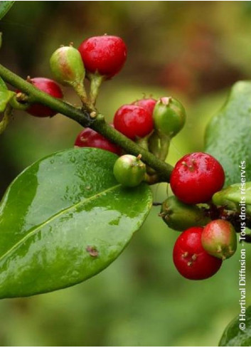 SARCOCOCCA ruscifolia