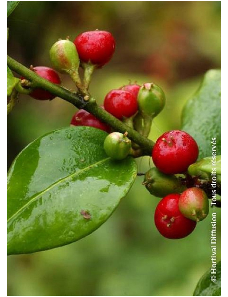 SARCOCOCCA ruscifolia SARCOCOCCA ruscifolia