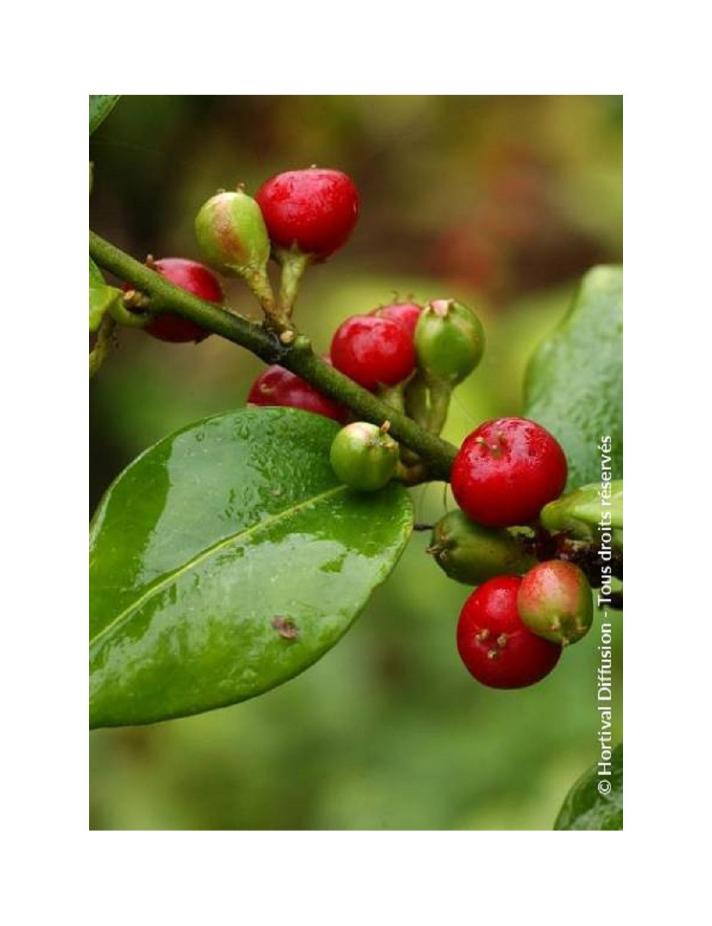 SARCOCOCCA ruscifolia