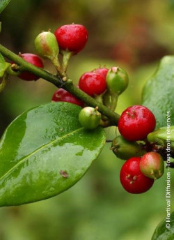 SARCOCOCCA ruscifolia