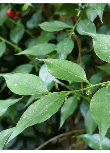 SARCOCOCCA ruscifolia