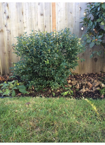 SARCOCOCCA ruscifolia