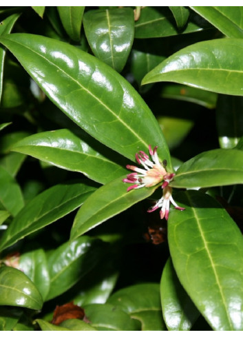 SARCOCOCCA hookeriana Humilis