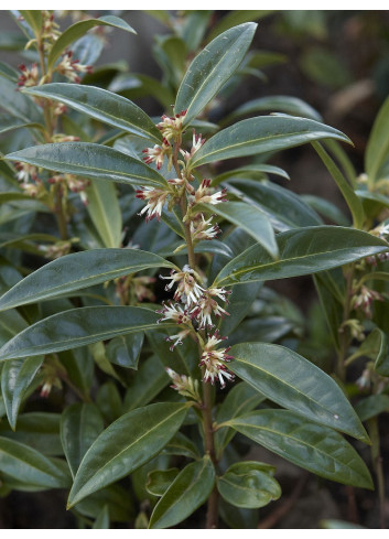 SARCOCOCCA hookeriana Humilis