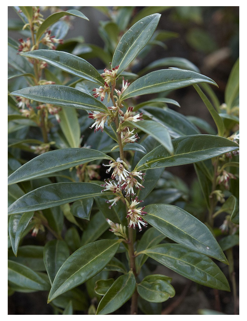 SARCOCOCCA hookeriana Humilis SARCOCOCCA hookeriana Humilis
