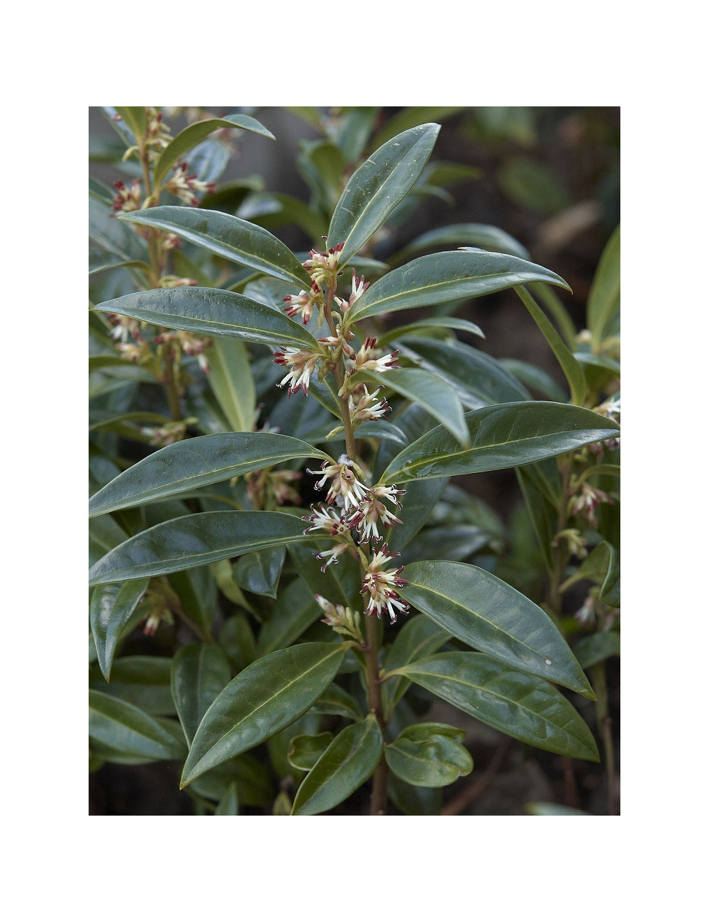 SARCOCOCCA hookeriana Humilis