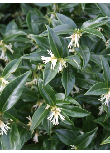 SARCOCOCCA hookeriana Humilis