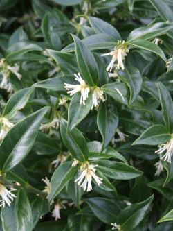 SARCOCOCCA hookeriana Humilis