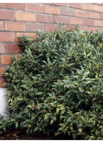 SARCOCOCCA hookeriana Humilis
