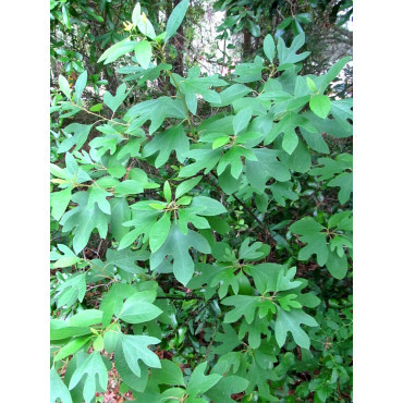 SASSAFRAS albidum