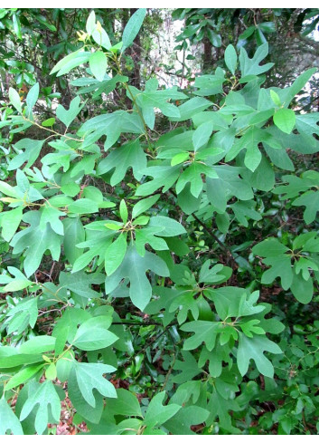 SASSAFRAS albidum