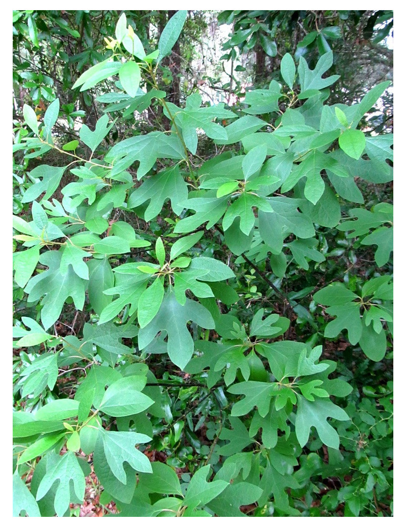 SASSAFRAS albidum