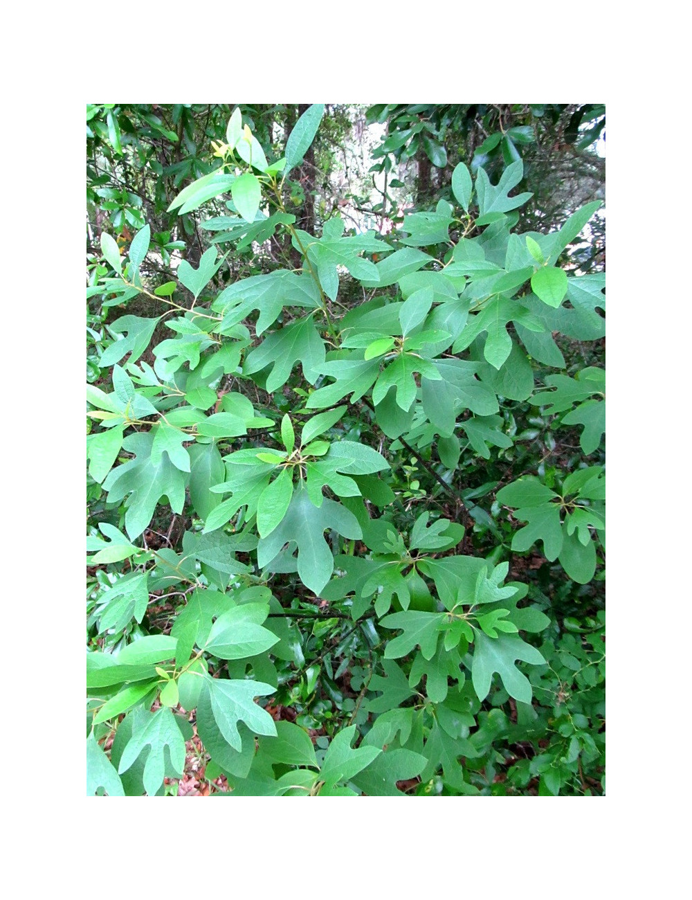 SASSAFRAS albidum