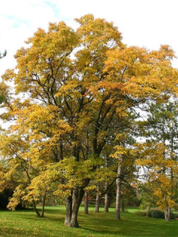 SASSAFRAS albidum