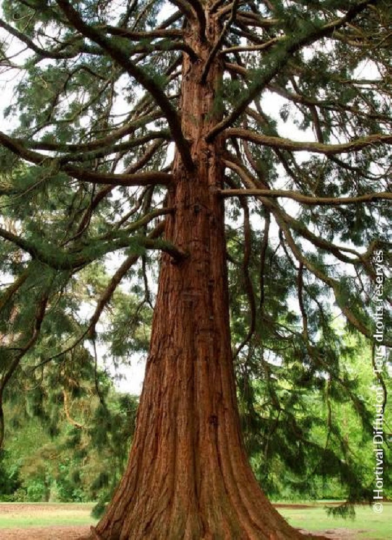 SEQUOIADENDRON giganteum