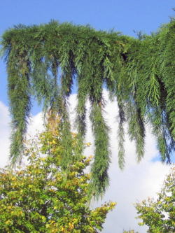 SEQUOIADENDRON giganteum PENDULUM