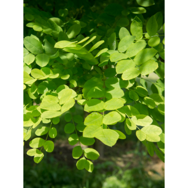 SOPHORA japonica