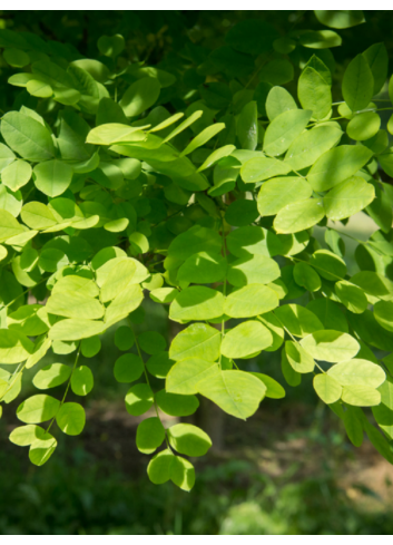 SOPHORA japonica