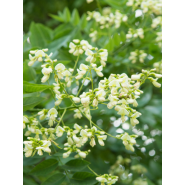 SOPHORA japonica