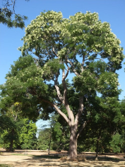 SOPHORA japonica