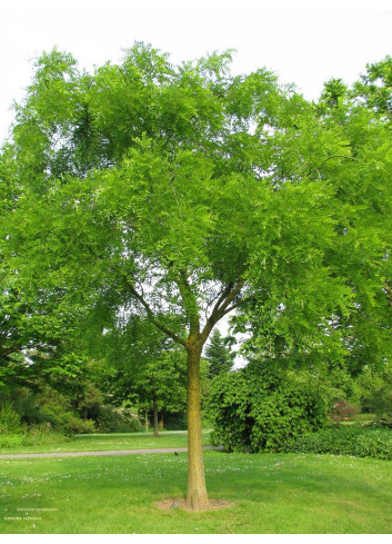 SOPHORA japonica