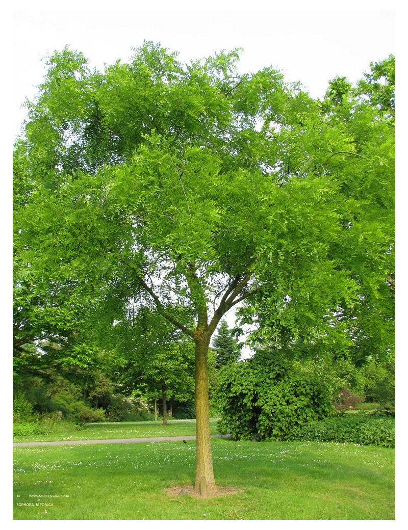 SOPHORA japonica