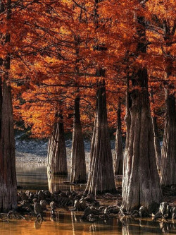 TAXODIUM distichum