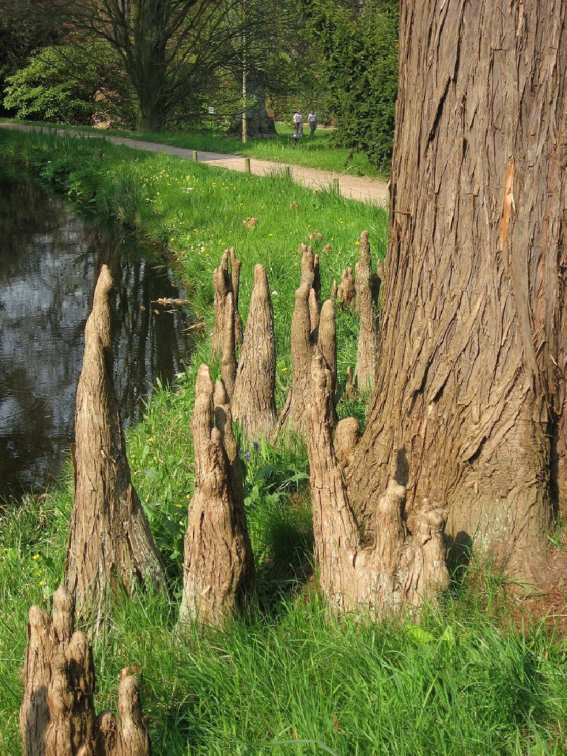 TAXODIUM distichum