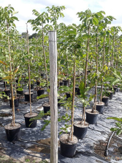 NOYER En pot de 15-20 litres baliveau hauteur 150-200 cm