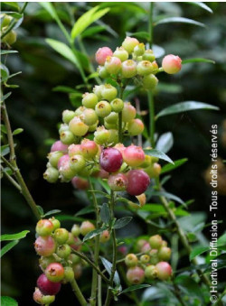 MYRTILLE DES JARDINS PINK LEMONADE
