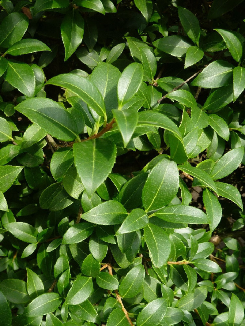 OSMANTHUS burkwoodii