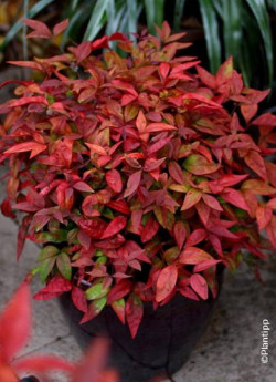 NANDINA domestica BLUSH PINK