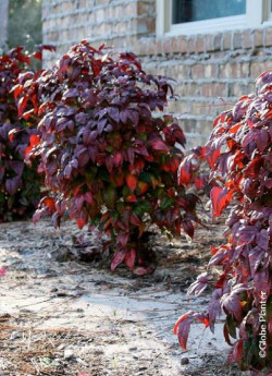 NANDINA domestica BLUSH PINK
